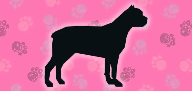 Featured image of post Dog Breed Silhouette Quiz Answers Quiz answers dog breed dog identify the dog