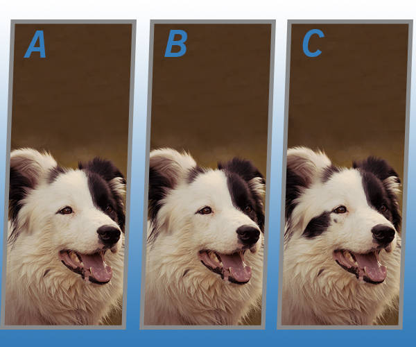 Spot The Different Dog Quiz My Neobux Portal