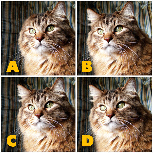 Spot The Different Kitty Quiz Answers My Neobux Portal