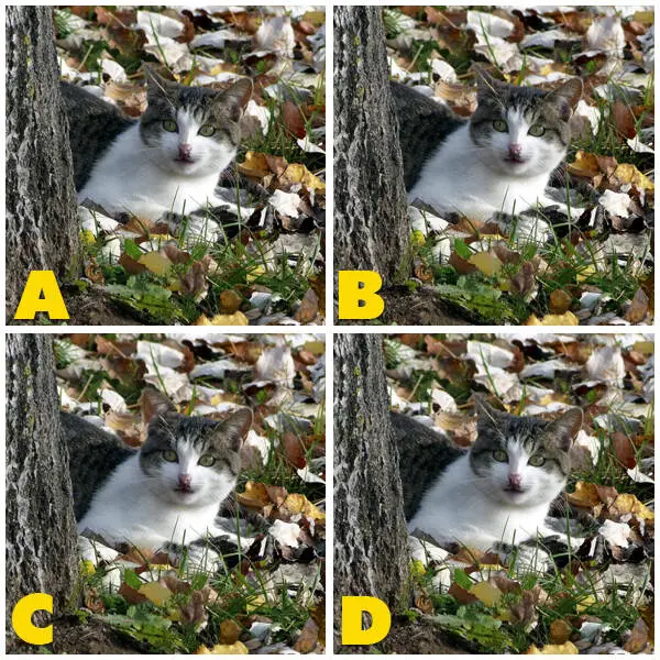 Spot The Different Kitty Quiz Answers My Neobux Portal