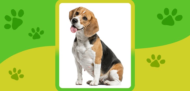 Name The Dog Breed Quiz 2 Answers My Neobux Portal
