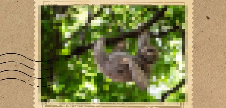 Pixelated Animals Quiz Answers - My Neobux Portal
